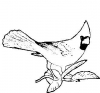(image for) Cardinal