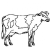 (image for) Cow