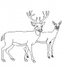 (image for) Deer