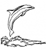 (image for) Dolphin