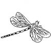 (image for) Dragonfly