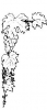 (image for) Grapevine
