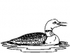 (image for) Loon