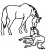 (image for) Mare Colt