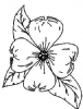 (image for) Pansy